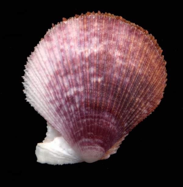 Clamys multistriata